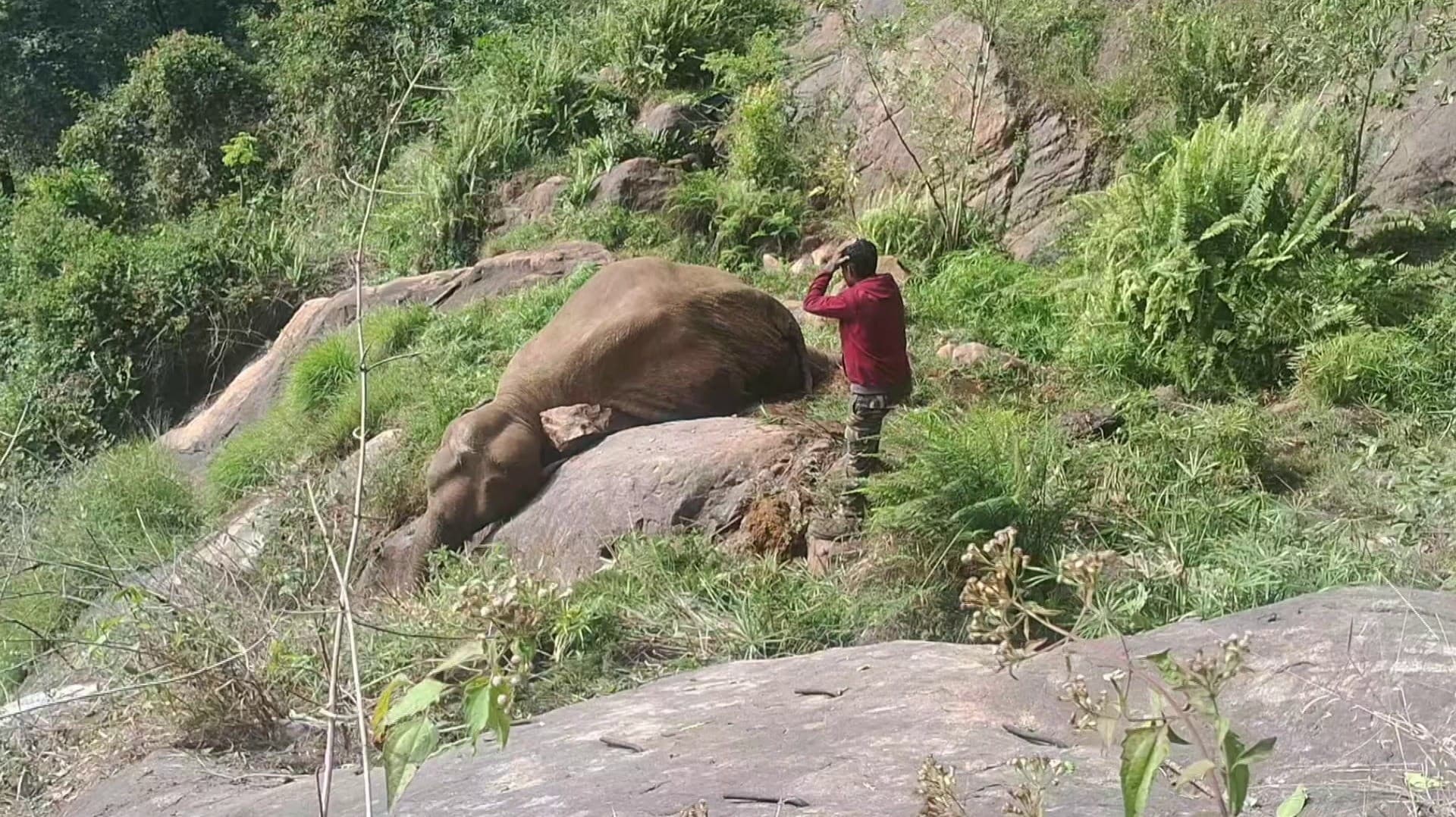 குன்னூர் பகுதியில் தேசிய நெடுஞ்சாலை அருகே காட்டு யானை உயிரிழப்பு