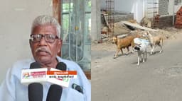 நாய்கள் தொல்லை அதிகரித்துவிட்டதாகப் புகாரளித்த கவுன்சிலரை காலில் கடித்து வைத்த தெரு நாய்..!