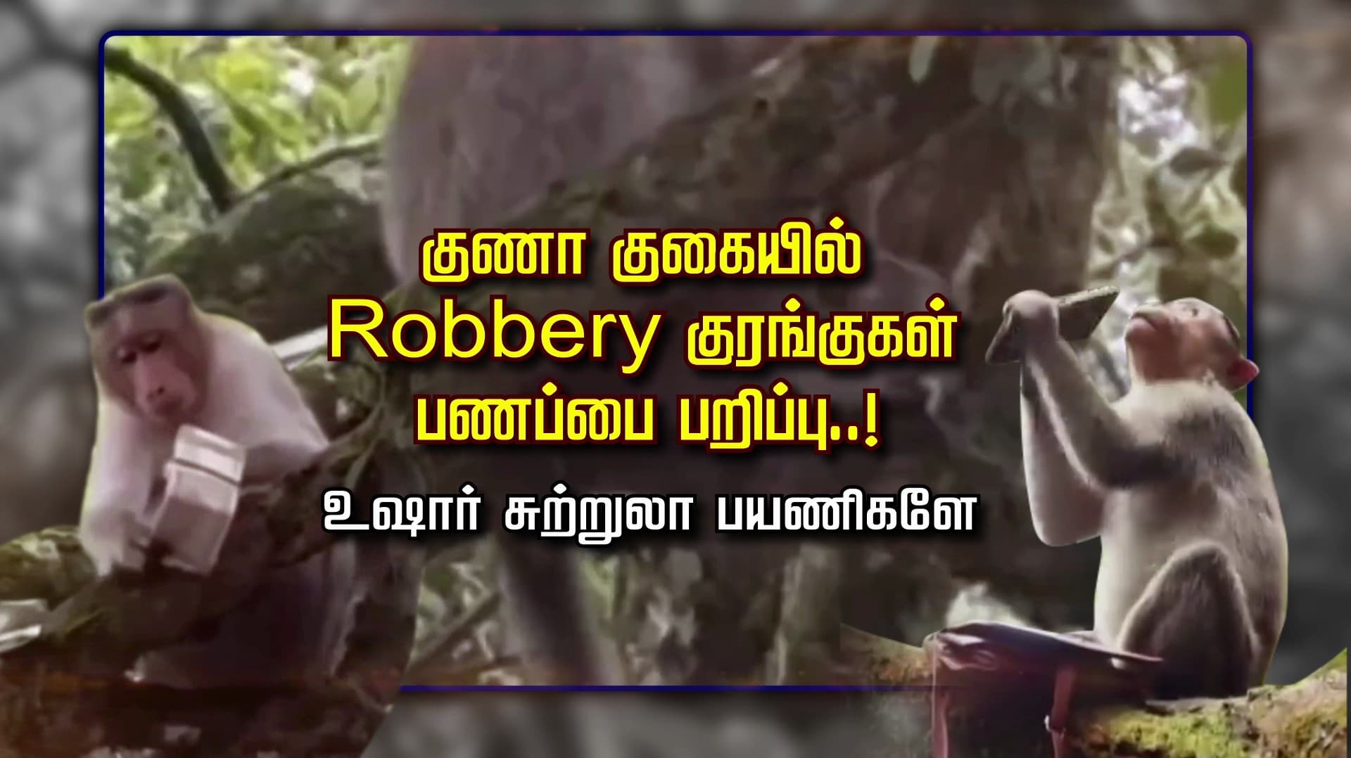 குணா குகையில் Robbery குரங்குகள் பணப்பை பறிப்பு..! உஷார் சுற்றுலா பயணிகளே