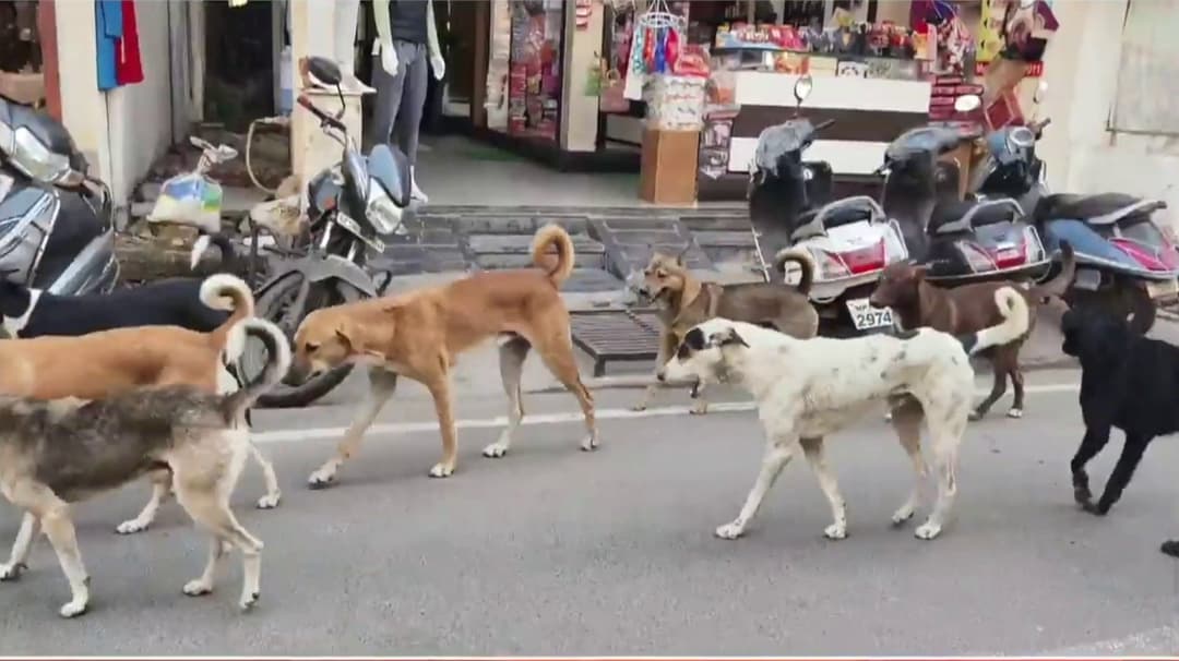 நாய்க்கடியில் முதன்மை மாநிலம்.. இதுதான் திமுக அரசின் 4 ஆண்டு சாதனையா? - நயினார் நாகேந்திரன் கேள்வி